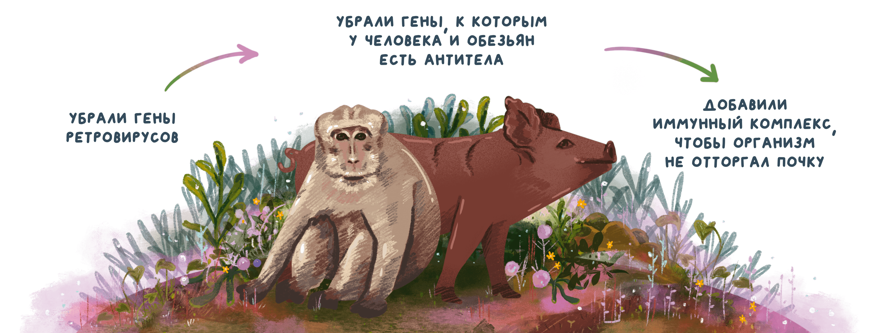 Генно-модифицированная свиная почка проработала в организме макаки 2 года